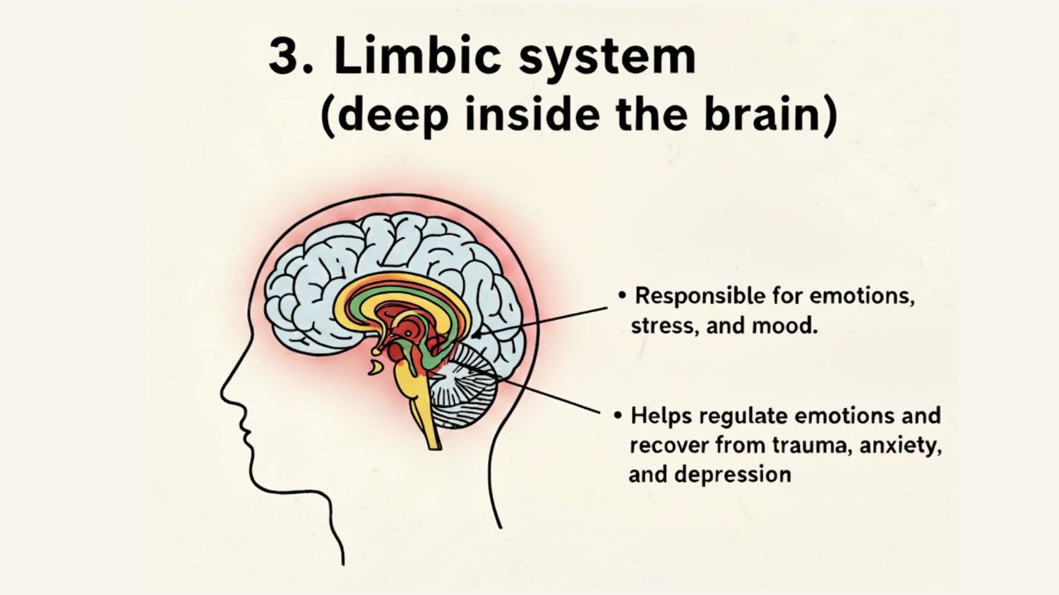 Limbic system Limbic system